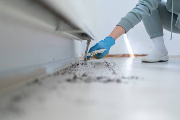 Reliable Idylwood, VA Pest Control Solutions